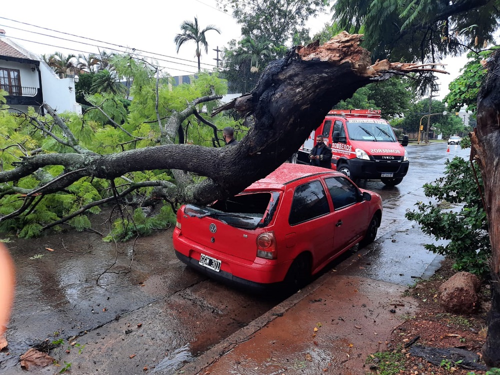 Rama se desplomó sobre un auto en la avenida Santa Catalina de Posadas