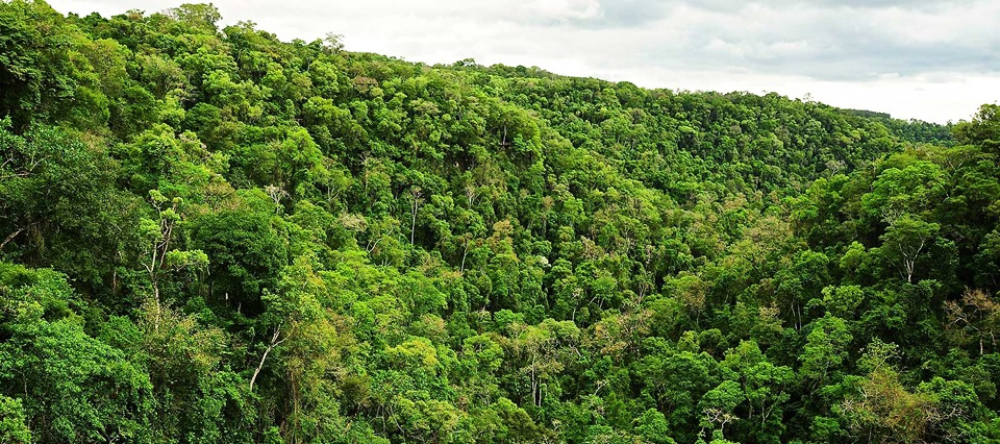 Misiones fue acreditada para el ordenamiento de bosques