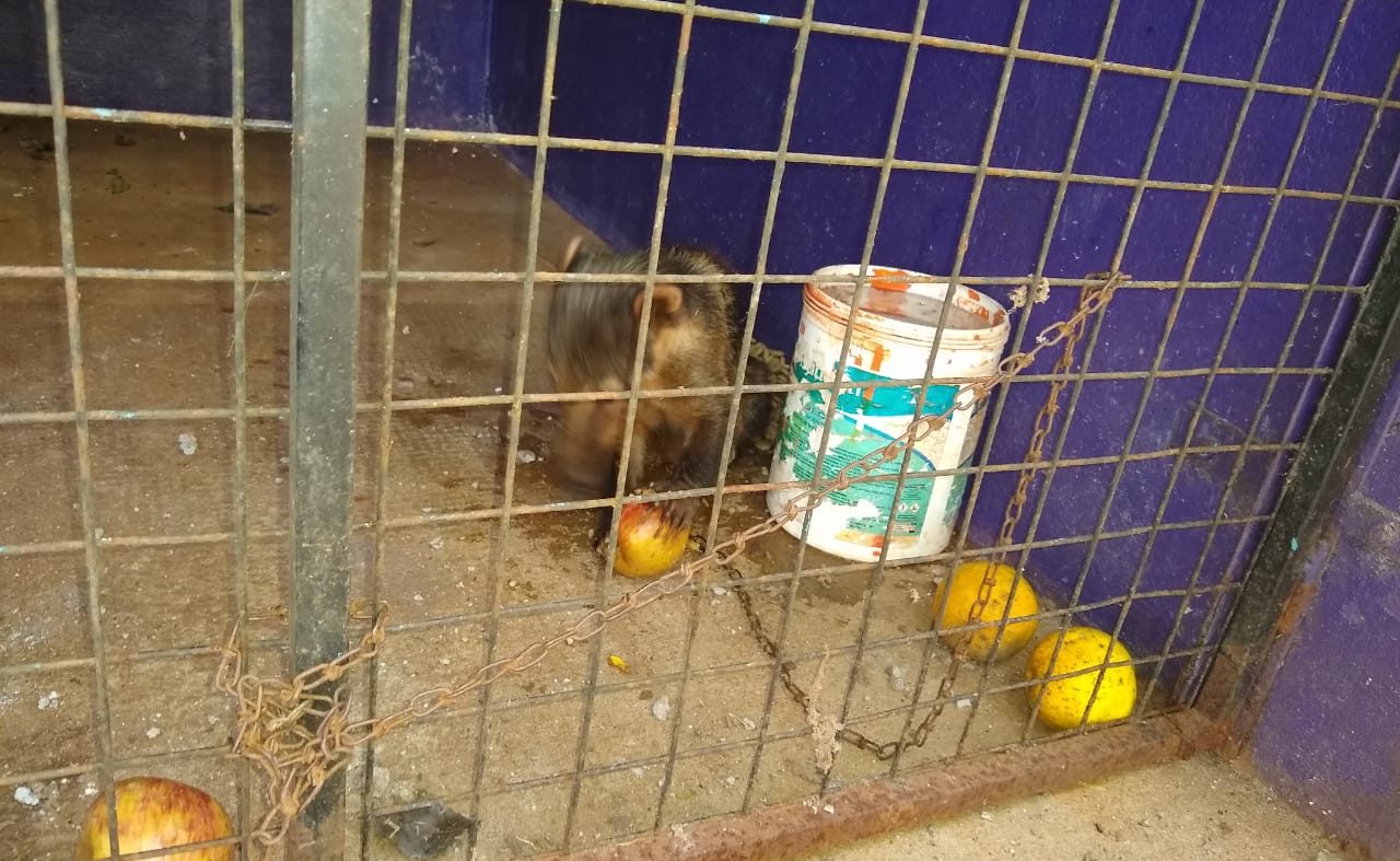 Rescataron un coatí que estaba en cautiverio 