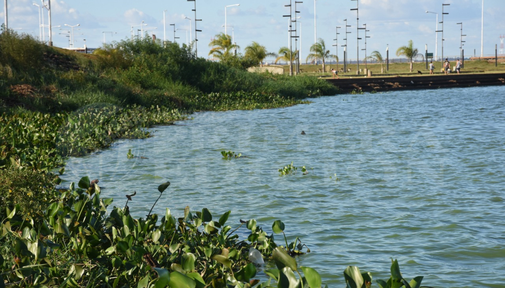 Volvieron las cianobacterias a gran parte de la ribera posadeña sobre el Paraná