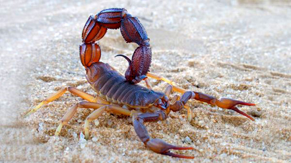 Recomendaciones para evitar las picaduras de los alacranes