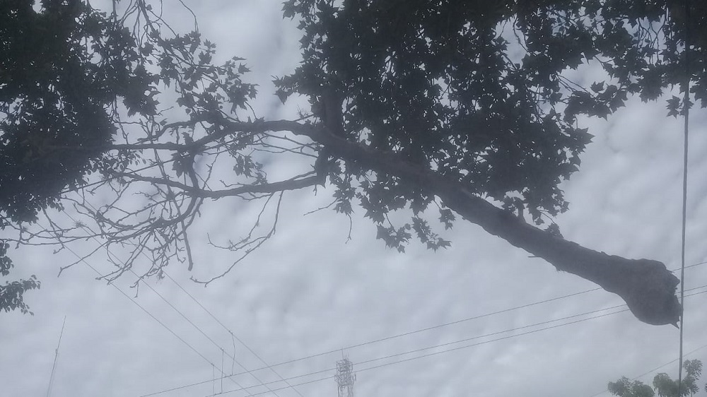 Rama “pende de un hilo” en pleno centro posadeño