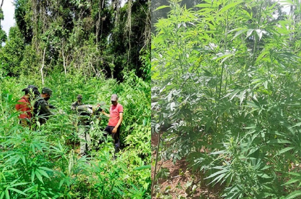 Destruyen más de mil plantas de marihuana en plena selva misionera