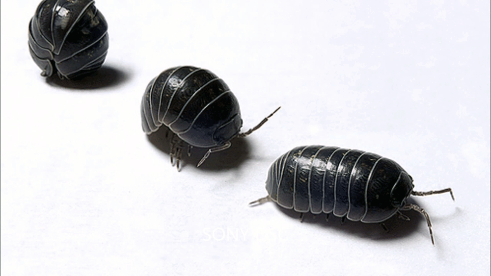 Destacan los beneficios del bicho bolita para el suelo y vegetación