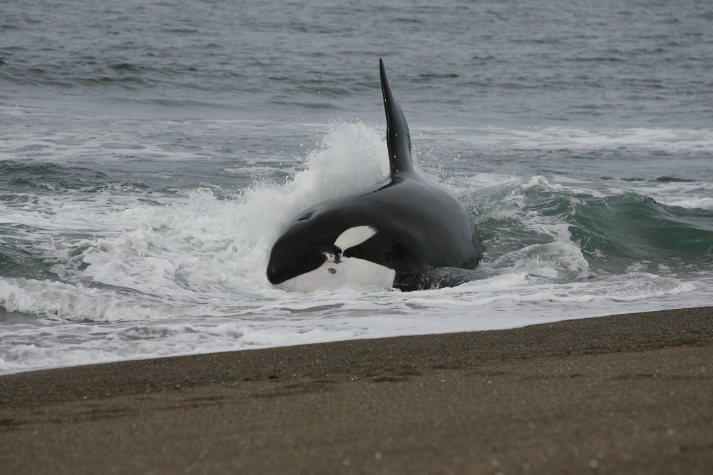 Las orcas regresan a las costas de Península Valdés con un espectáculo único
