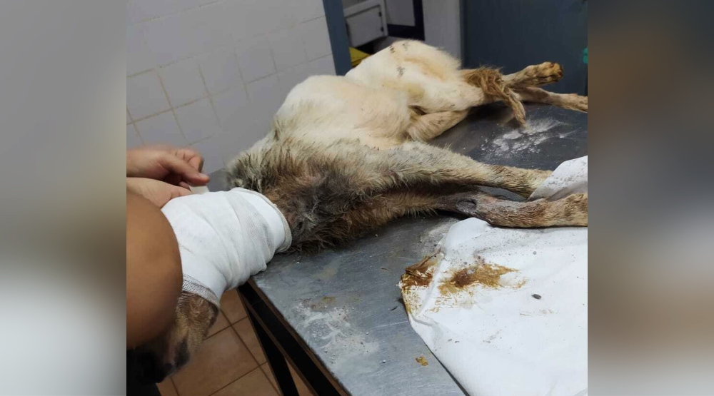 Rescataron a varios animales abandonados en Eldorado