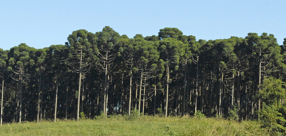 “Hay madera pero hay que pagar al productor un precio más justo”