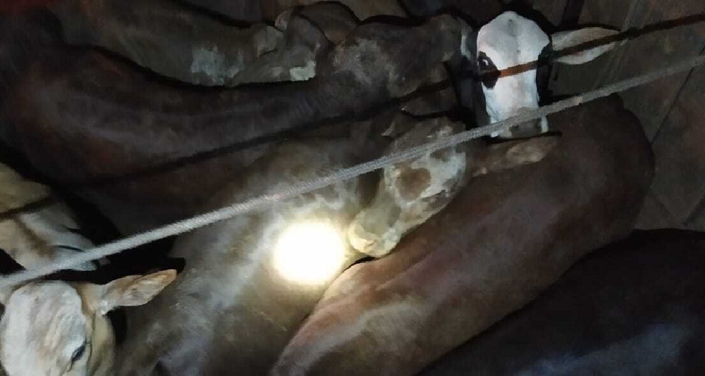 Secuestraron más de 30 vacunos transportados en forma ilegal y sin documentación