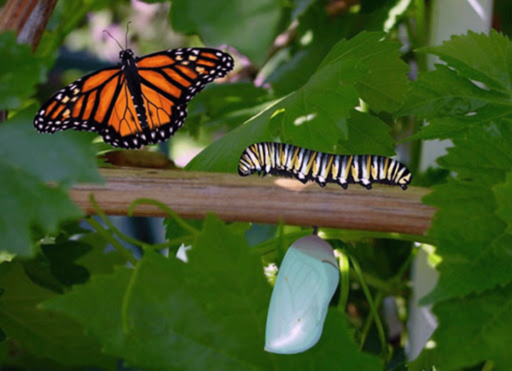 De oruga a mariposa