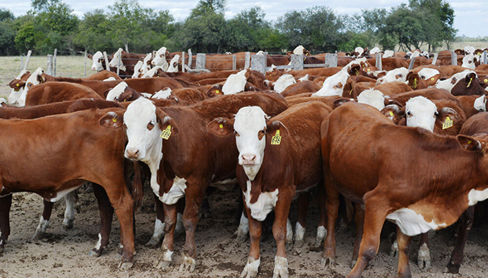 La Sociedad Rural retomó la  actividad de los remates físicos