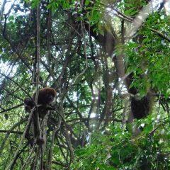 Piñalito: “Reportes recientes dan cuentan que los monos están vivos”