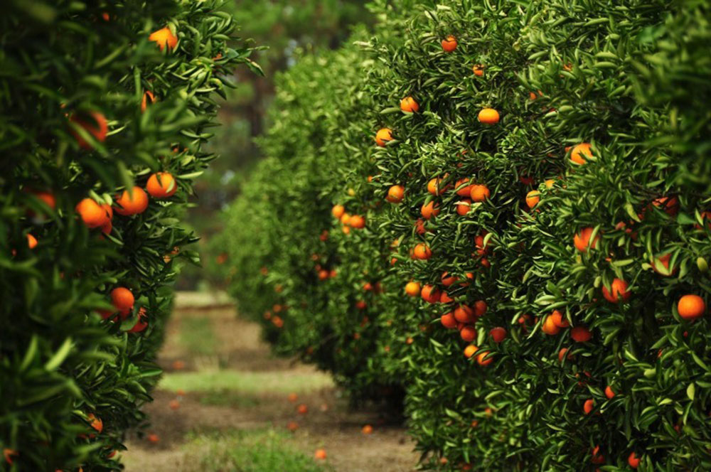 Aplican biotecnología para la detección precoz del HLB en la citricultura