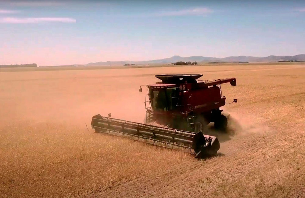 Destacan que la cebada argentina se posiciona en el mercado mundial