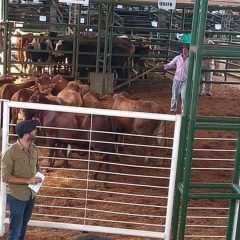 Exitoso remate de hacienda en Andresito