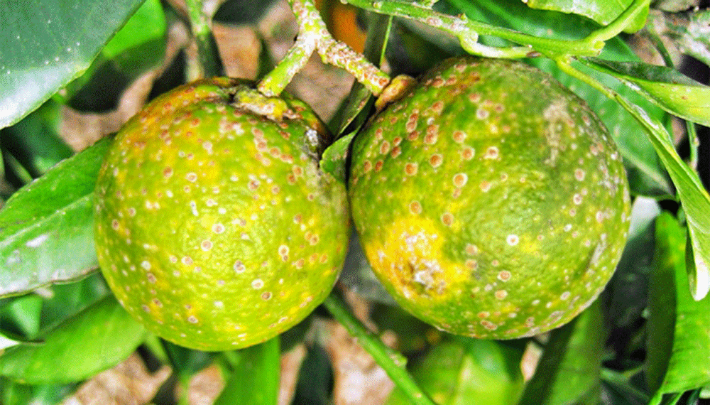 HLB: avanzan sobre el desarrollo de técnicas de detección precoz