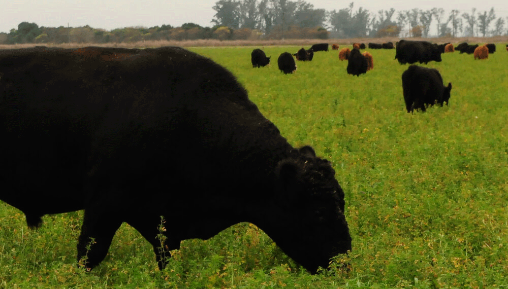 Se inició la sexta prueba pastoril de toros Angus para el ciclo 2021-2022