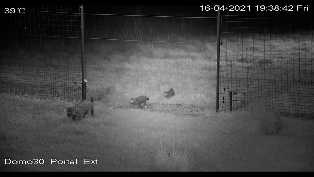 Yaguaretés - Iberá