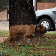 Piden control ante canes peligrosos que originan episodios violentos en los barrios