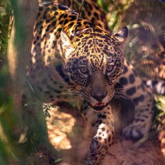 Yaguaretés - Iberá