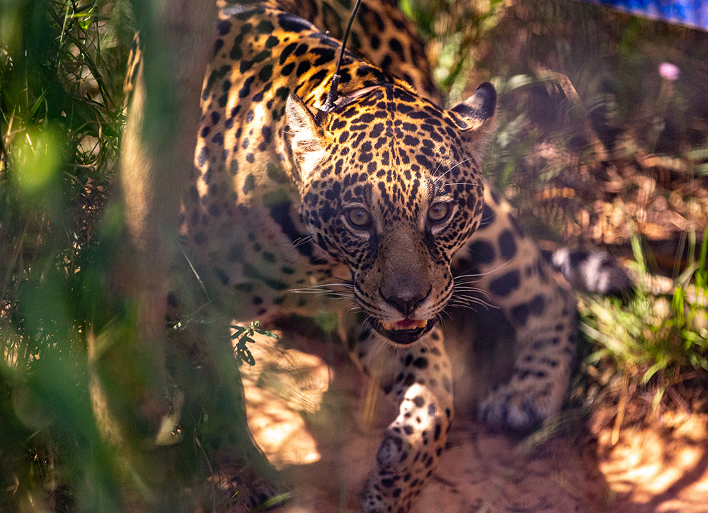 Yaguaretés - Iberá