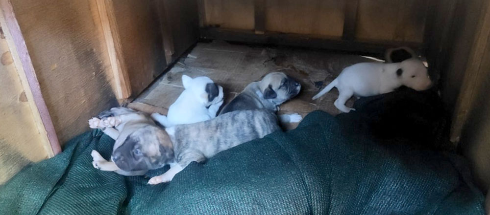 Matan cachorros listos para adopción