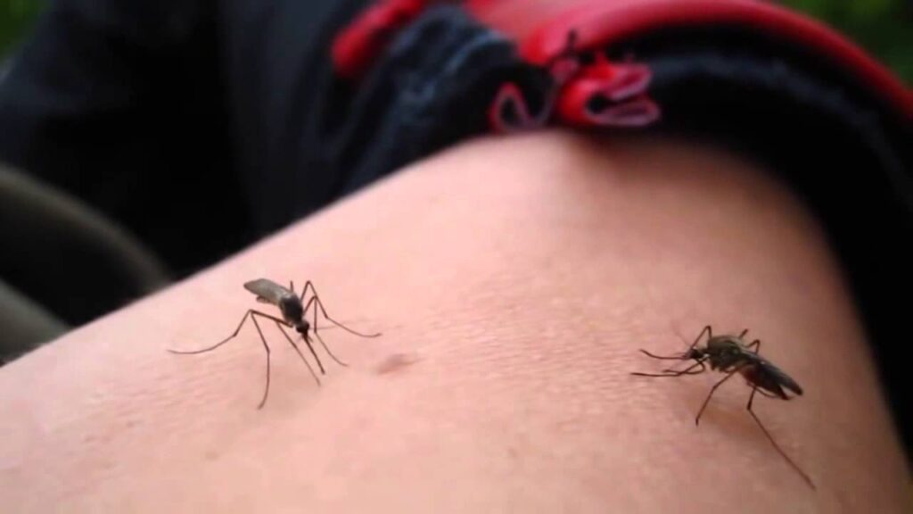 Dengue: “Si no actuamos como se debe, cada año va a ser peor”