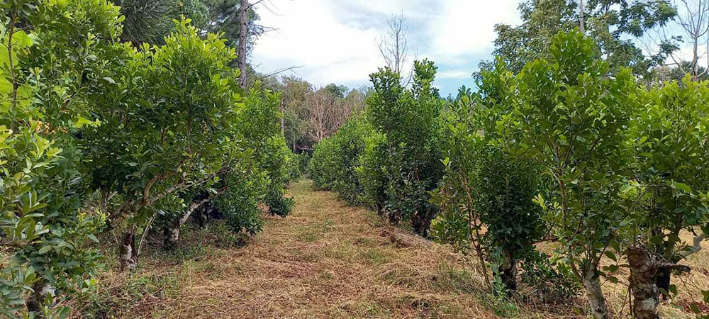 Aplican fertilizante orgánico en las plantaciones de yerba