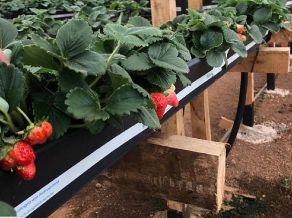 La pandemia los obligó a volver a sus orígenes y ahora hacen punta en el cultivo de frutillas