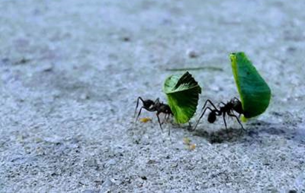 Cómo combatir a las hormigas de forma adecuada