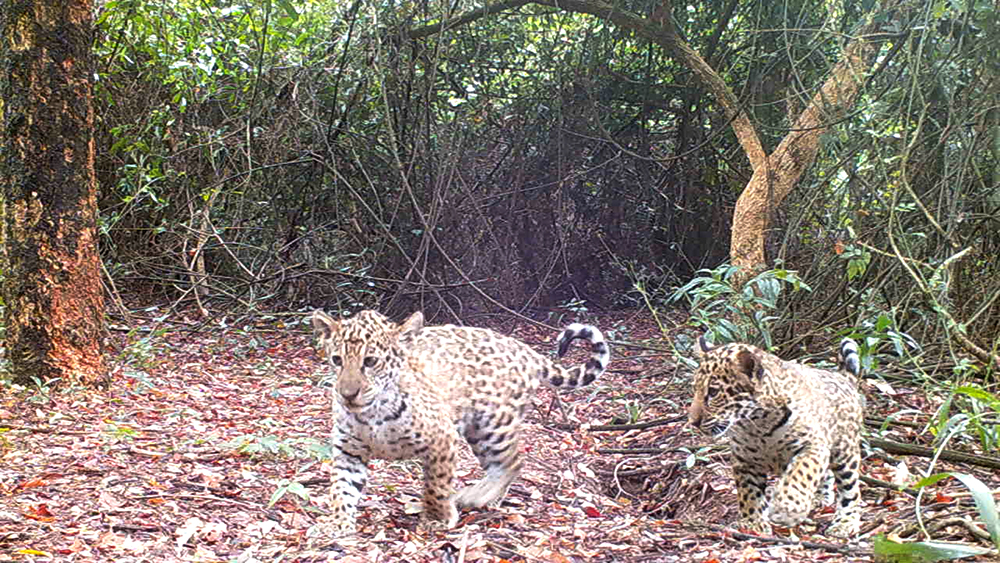 Yaguaretés - Iberá
