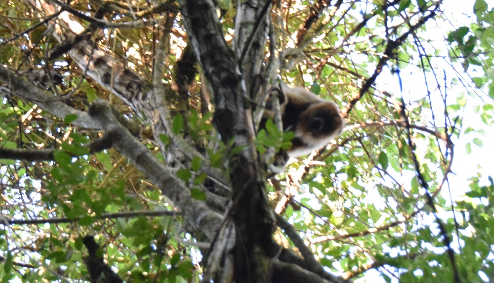 Atraparon y trasladaron al mono aullador de la chacra 150 de Posadas