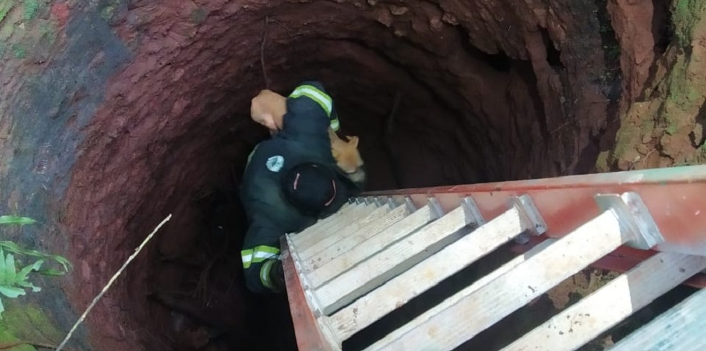 Rescataron a dos perros que cayeron dentro de un pozo en Alba Posse