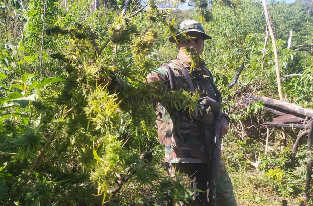 Descubren plantación de marihuana en el monte misionero