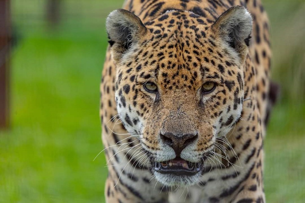 Murió el primer yaguareté macho que se reintrodujo en el Parque Iberá