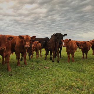 Se esperan subas del 10% en el precio de la carne para este mes