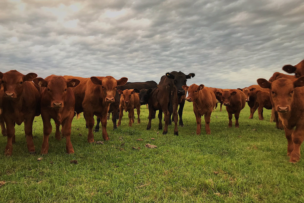 Se esperan subas del 10% en el precio de la carne para este mes