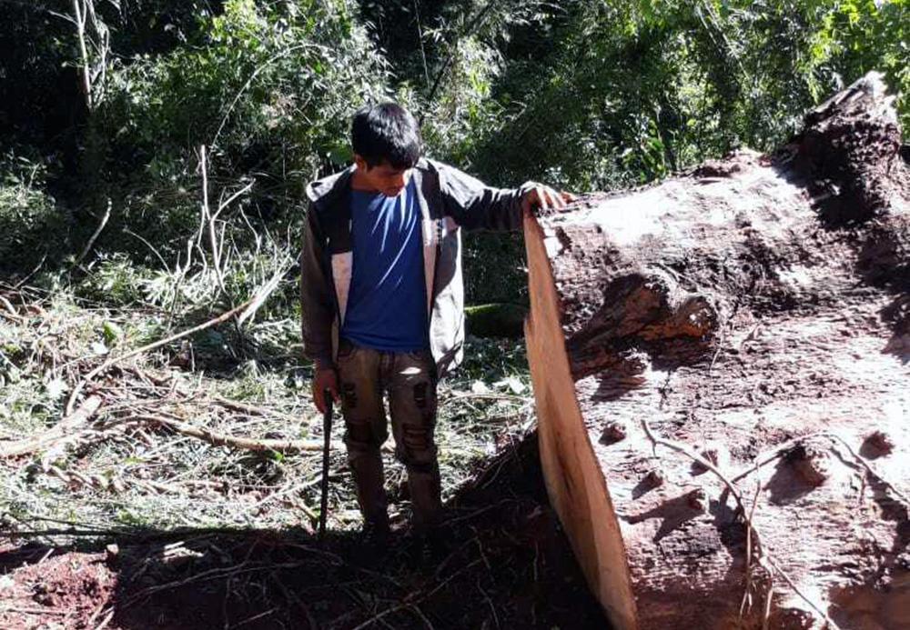 Comunidades mbya guaraní volvieron a realizar una denuncia por la quita de árboles nativos dentro de territorio ancestral