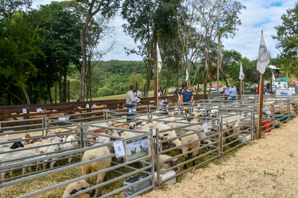 La calidad genética se destacó en el segundo remate de animales menores