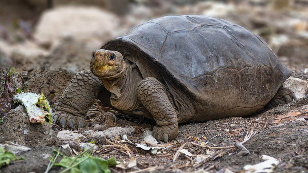 Tortuga Gigante Islas Galápagos