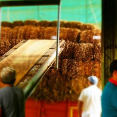 Este sábado pagan más de 100 millones a productores tabacaleros