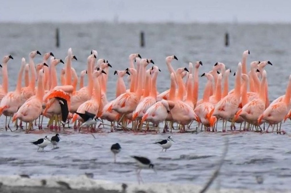 Argentina tiene un nuevo parque nacional en Miramar de Ansenuza