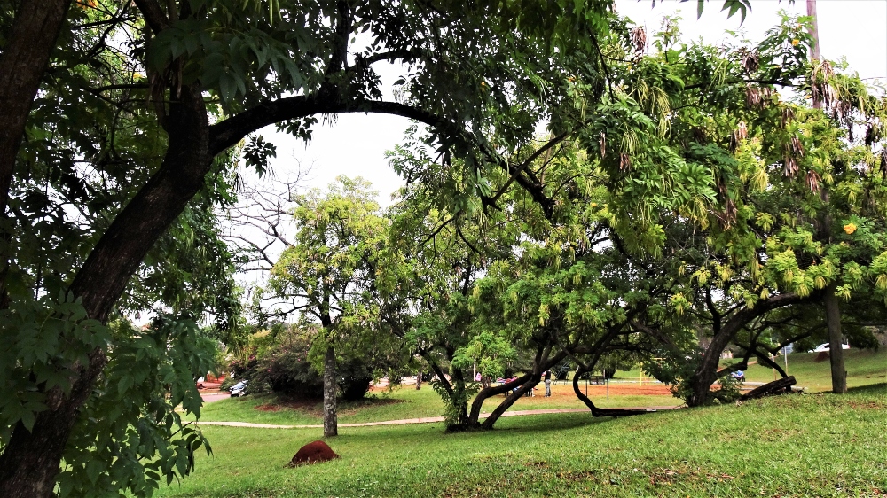 Fuerte preocupación por el Parque Lineal Cainguás, la “joya” de Aristóbulo