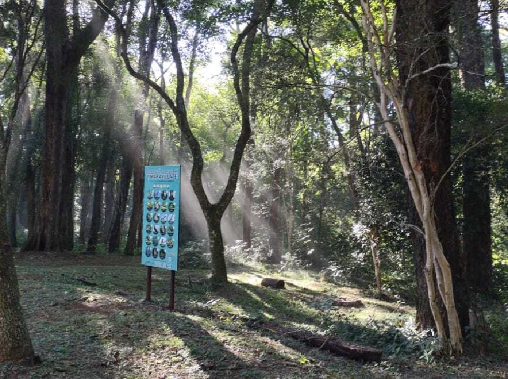 Arboretum: paseo guiado para disfrutar de un espacio natural
