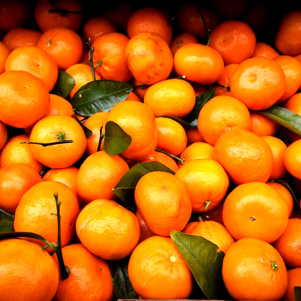 Destacaron los beneficios de las naranjas y mandarinas