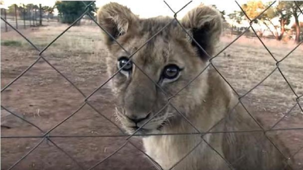 Sudáfrica planea poner fin a la polémica industria de cría de leones en cautividad