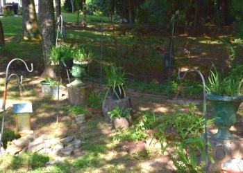 Qué hortalizas se pueden cultivar sin luz directa