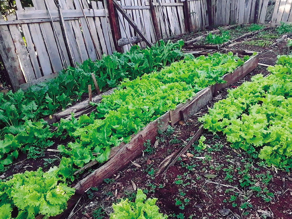 Programa Provincial de Agricultura Urbana en Misiones