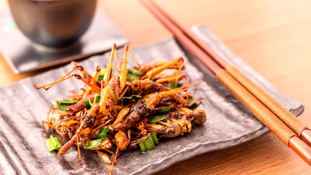 Comer alimentos elaborados con insectos no está mal, admite la FAO