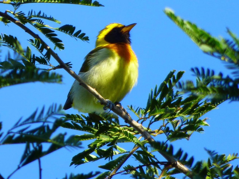 La comuna de Corpus trabaja para tener su jardín botánico