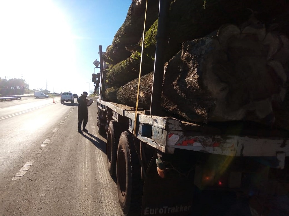 Incautaron un camión que tansportaba madera nativa misionera